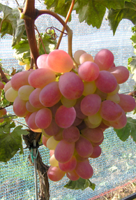 Tafeltraube 'Christine'